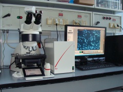Моторизованный микроскоп  DM6000 (1680Кб)